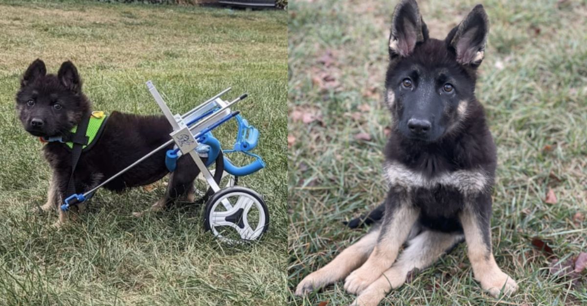 German Shepherd With Unique Disability Seeks Special Forever Home