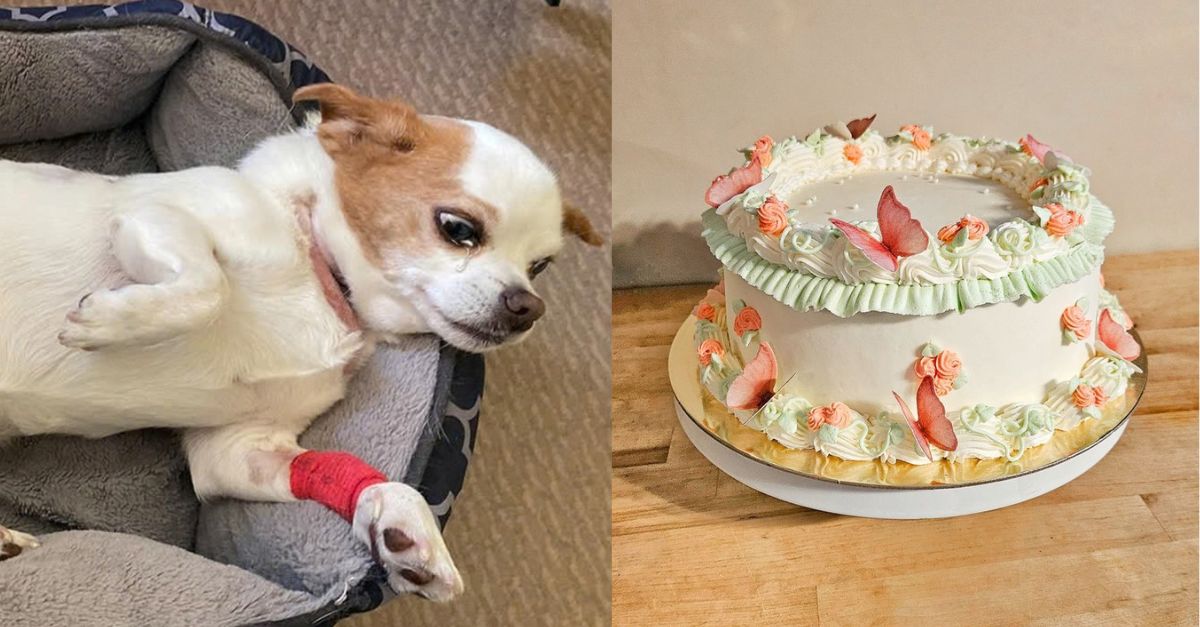 Give this dog a birthday wish and hope he finds a new family