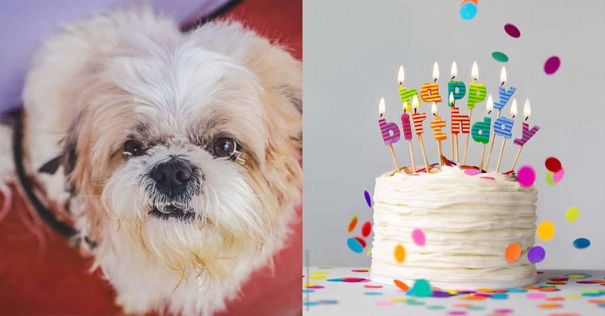 Happy 3rd Birthday Henry – He deserves a loving new family