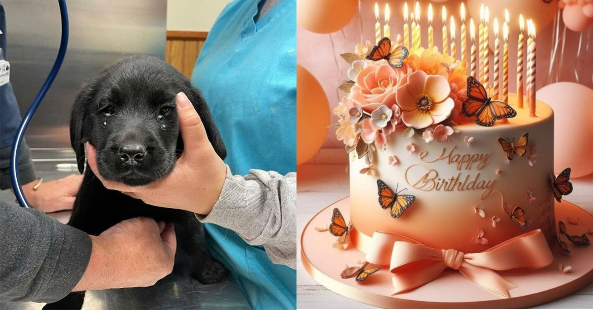 Happy Birthday Bella – The Stray Dog Who Wants a New Family