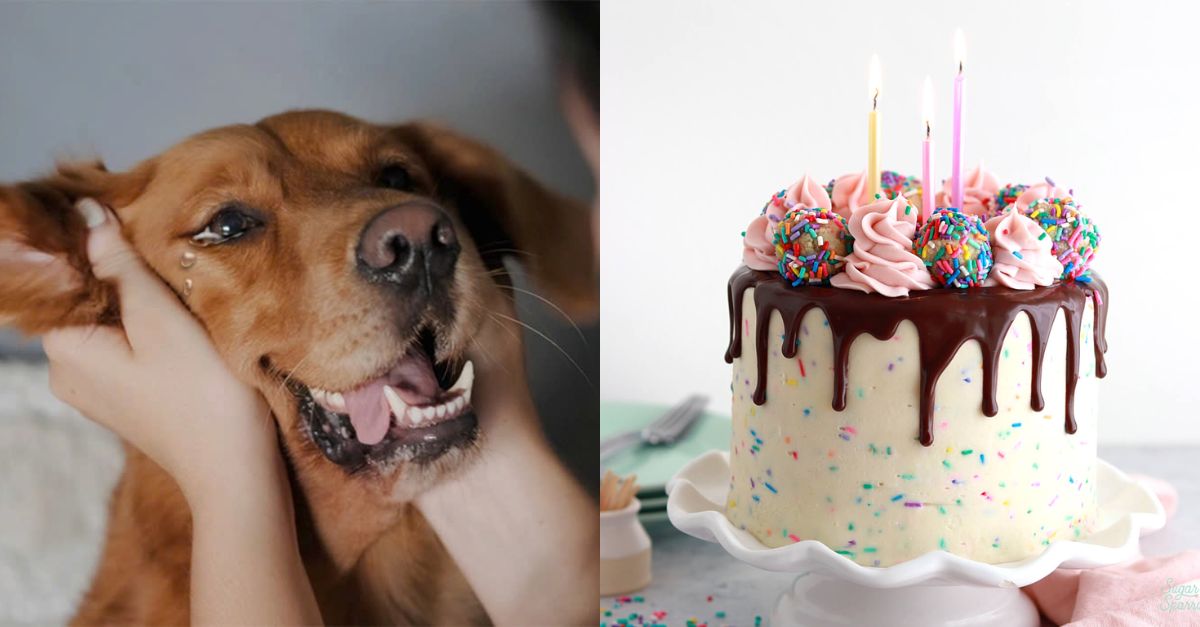 Happy Birthday to Tammy, the adorable dog adopted from the shelter