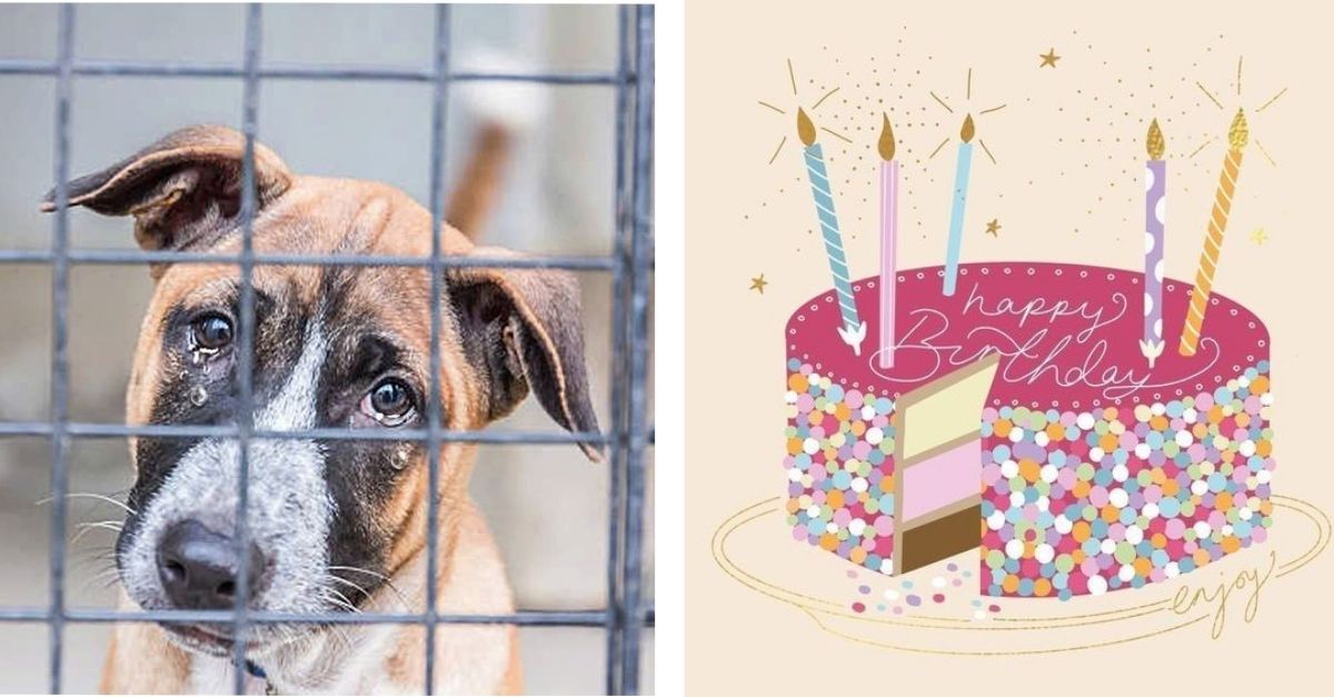 He had to live in a shelter because his previous owner abandoned him on his birthday