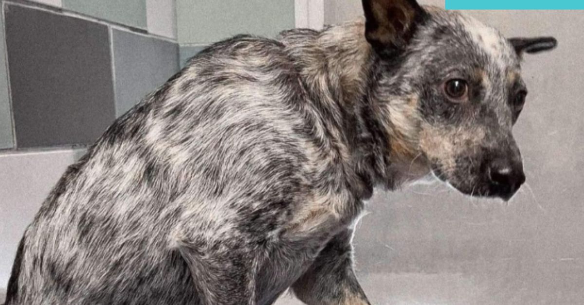 Heartbreaking: Trembling Australian cattle dog awaits rescue, relying on someone’s kindness