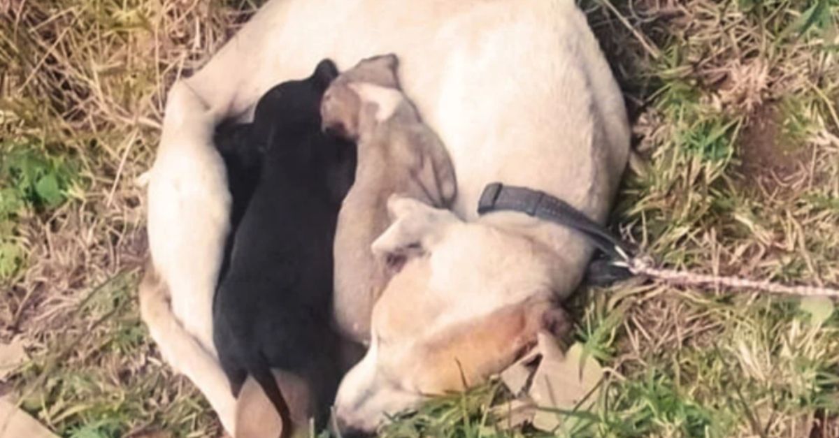 Heartbreaking scene as shelter staff found a mom dog tied up, huddling with her 4 pups for warmth