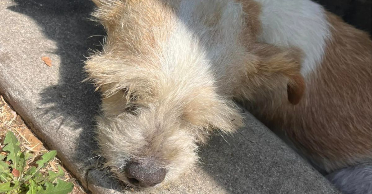 Helpless tiny pup found near a construction site, unable to walk until rescuers arrived