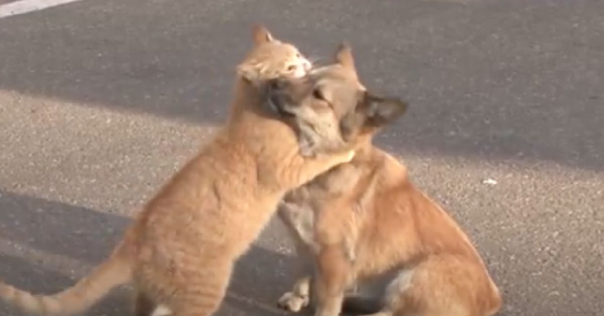  Homeless Cat Cares for Abandoned Dog Until Both Are Rescued