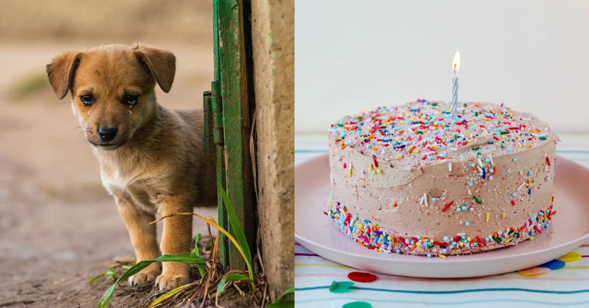 Homeless Dog Looking Forward to New Adoption and a Perfect Birthday