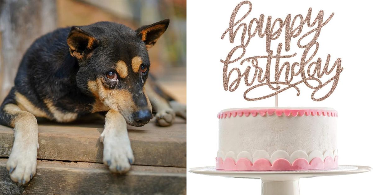 I wish for a cake and wishes on my birthday – thought the stray dog