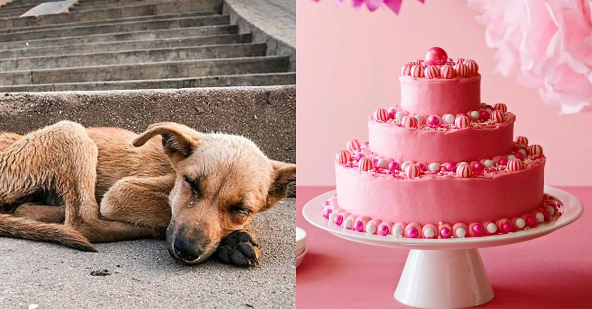 “In my dream I saw a big birthday cake” – Poor stray dog ​​Peter