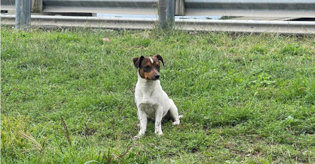 Jack Russell terrier puppy found wandering near busy Newark airport highway is rescued