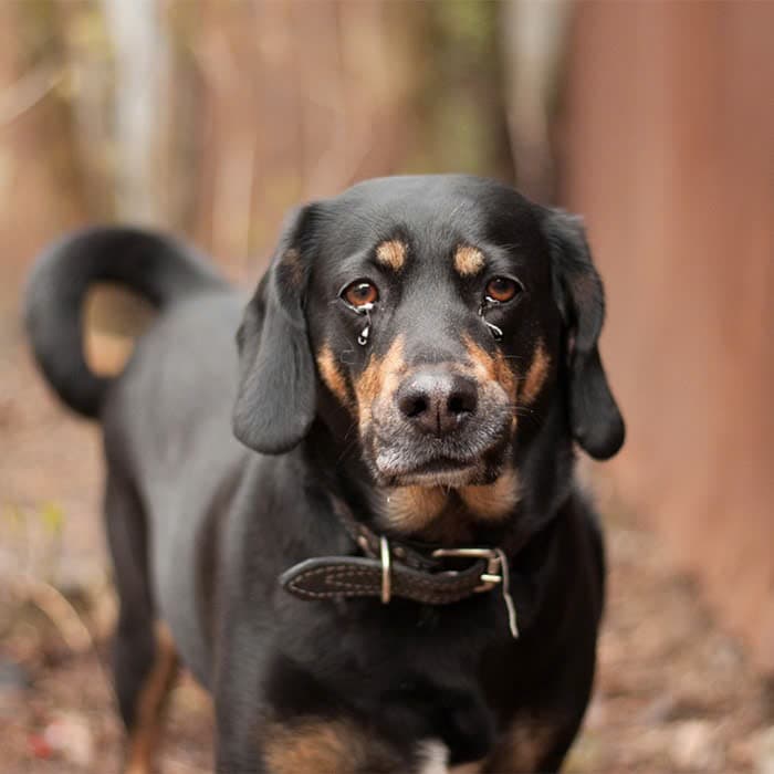 Jane - 5-year-old stray dog ​​feels warm when receiving birthday wishes from everyone