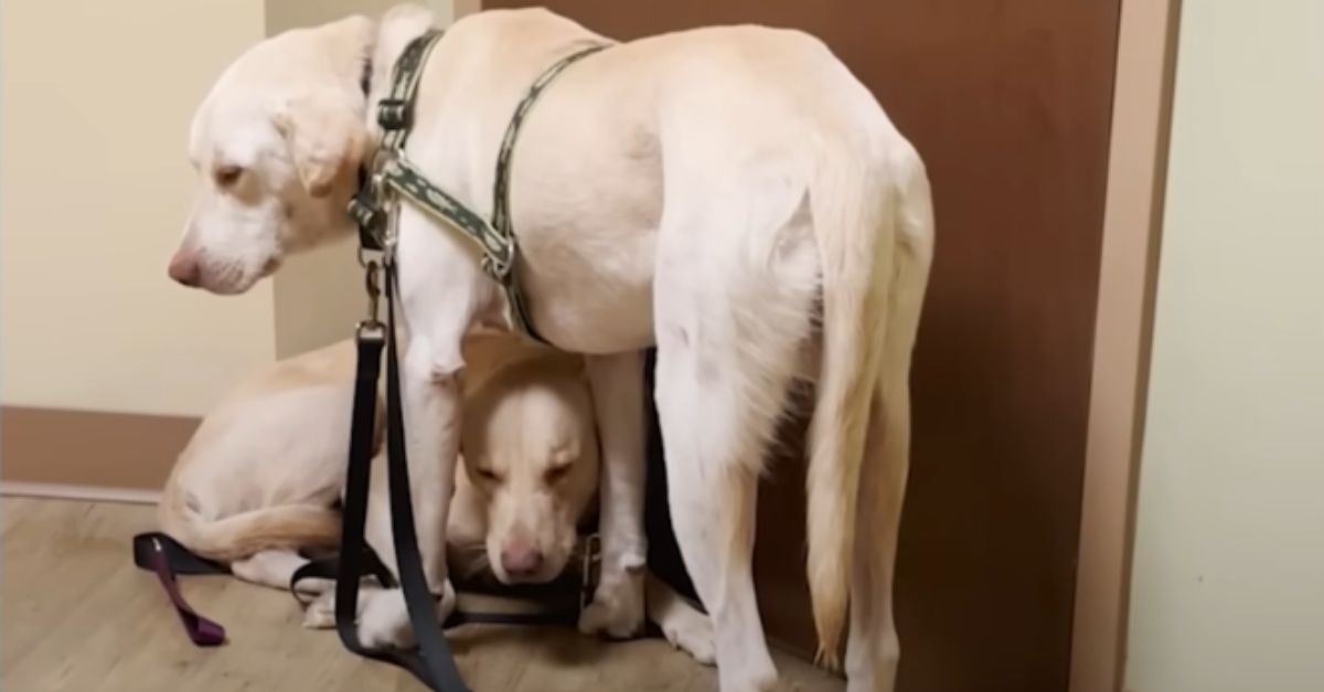 Lab Brothers Paralyzed by Trauma Tremble at the Sight of Rescuers