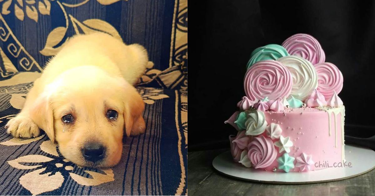 Lonely 2-year-old dog deserves birthday wishes from everyone