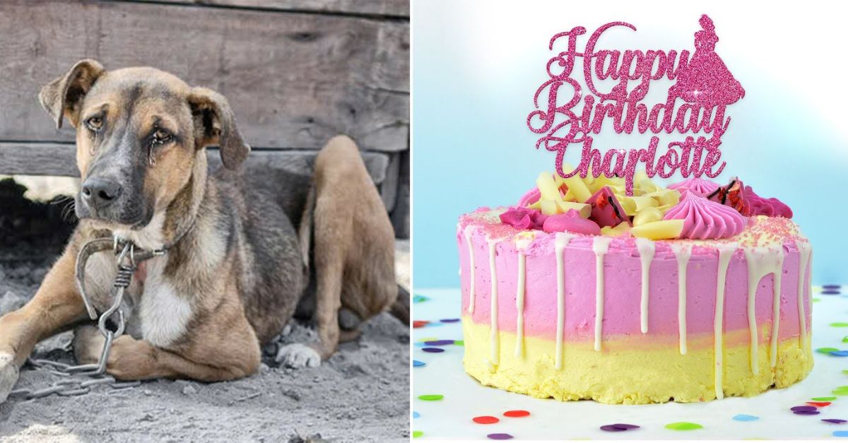 Madvie's Lonely Birthday - The Poor Stray Dog