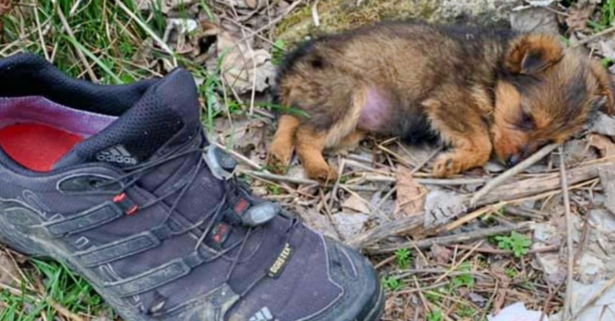 Man Discovers Puppy Living Inside a Tattered, Old Shoe