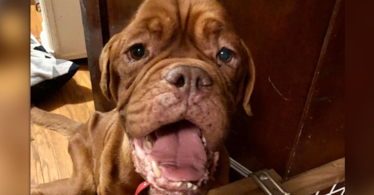 Mastiff with terminal cancer finds a loving home for her final days