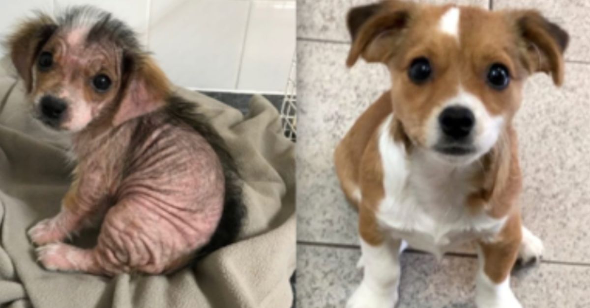 Nearly Hairless Puppy Regrows Fur After Rescue