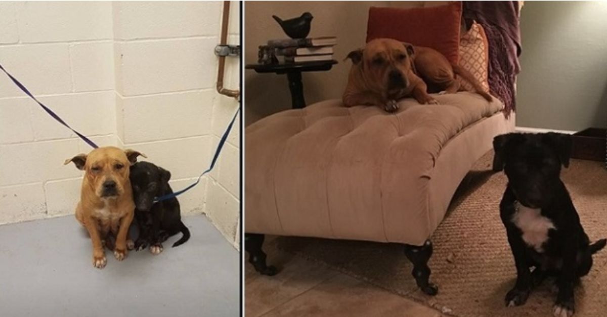 Neglected and scared, two dogs finally experience the warmth of a loving home