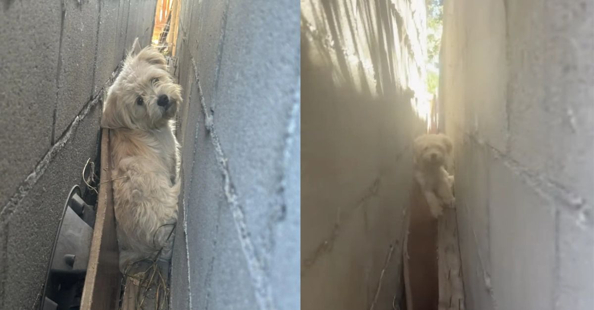 Neighbors Discover a Fluffy Animal Living in the Small Gap Between Garage Walls