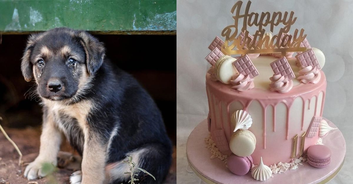 No cake, no gifts, no birthday wishes for Tan - Poor dog