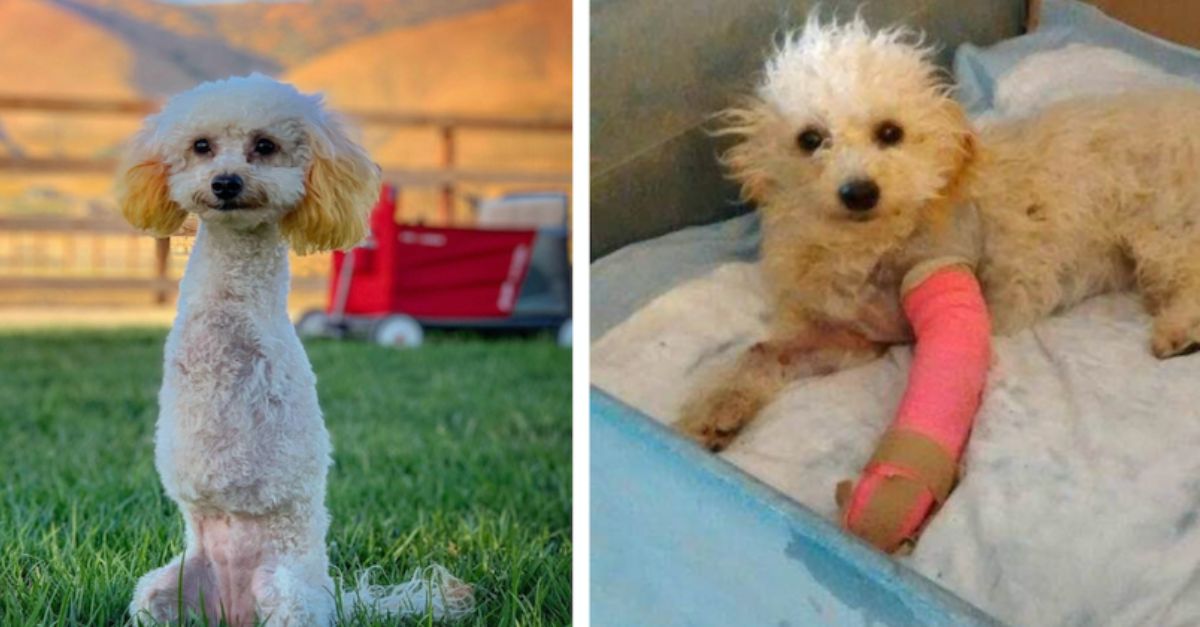 Poodle Who Overcame Car Crash Now Thriving and Living Her Best Life