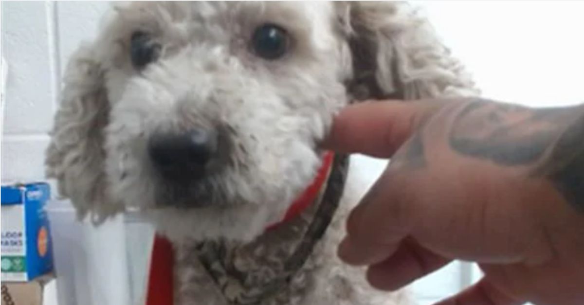  Poodle returned to shelter after 2 weeks for biting adopter’s mom while adjusting to new home