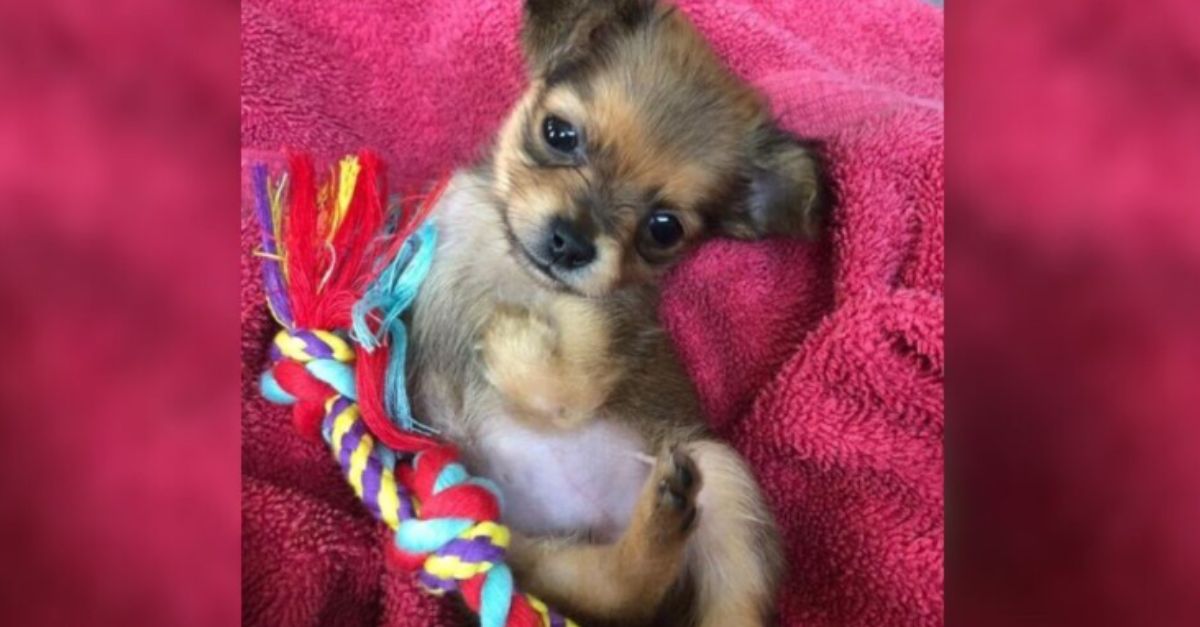 Puppy Born Without Front Legs Abandoned by Breeder Now Thriving and Flourishing