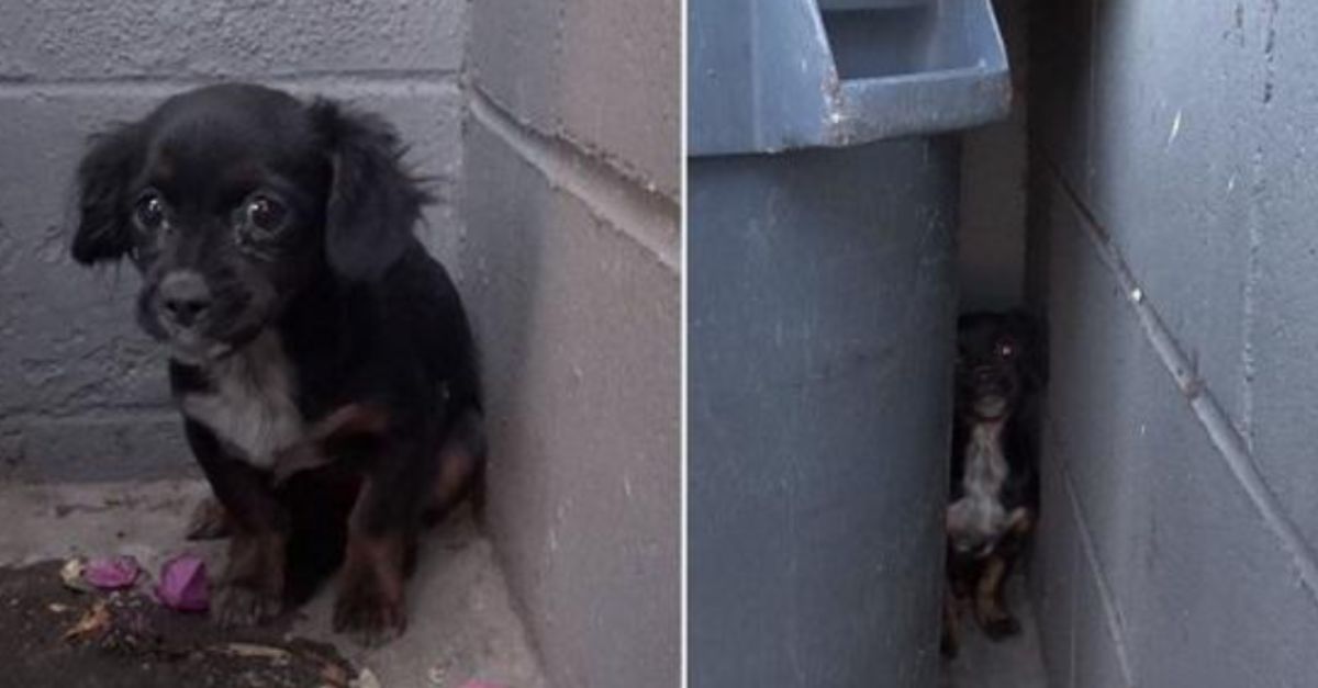 Puppy Found Behind Dumpster Rescued and Seeking a Loving Forever Home