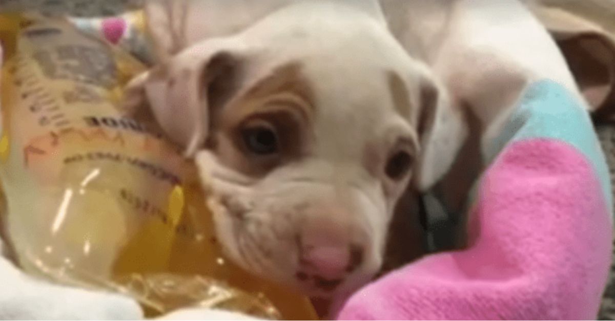 Puppy Found by Dumpster, Sold Online, Abandoned, and Finally Rescued