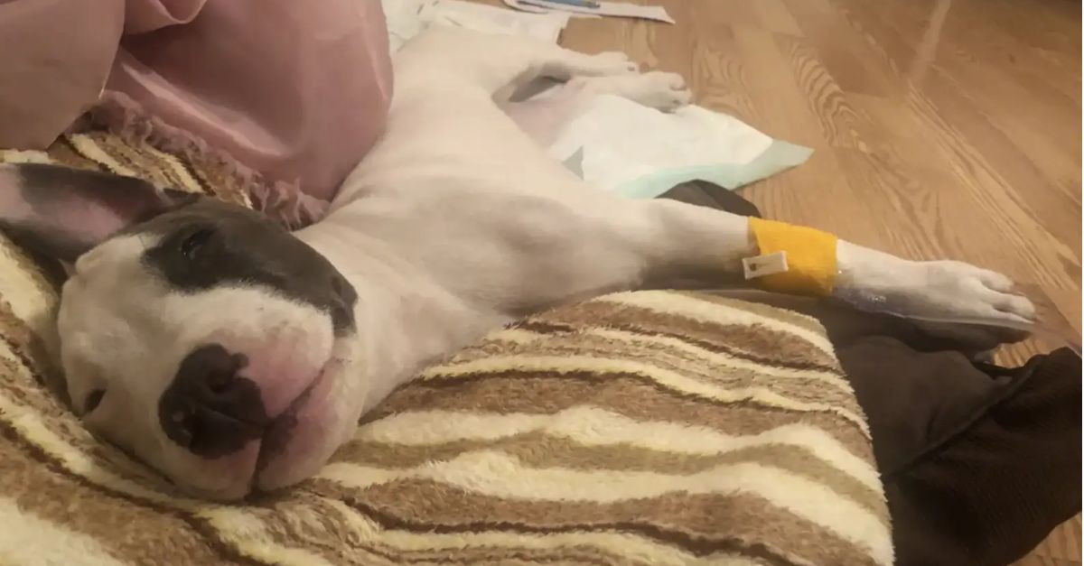 Puppy Paralyzed by Rare Disease Defies Odds, Takes First Steps Unexpectedly