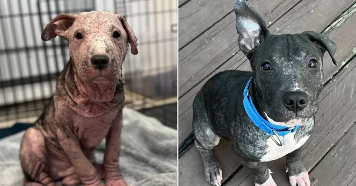 Puppy with Severe Mange, Once at Risk of Euthanasia, Recovers and Shows His 'Goofy' Side