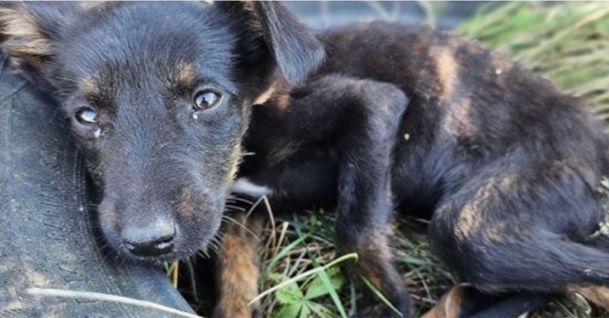 Rescue Mission Becomes a Race for Survival When Lost Puppy Remains Missing