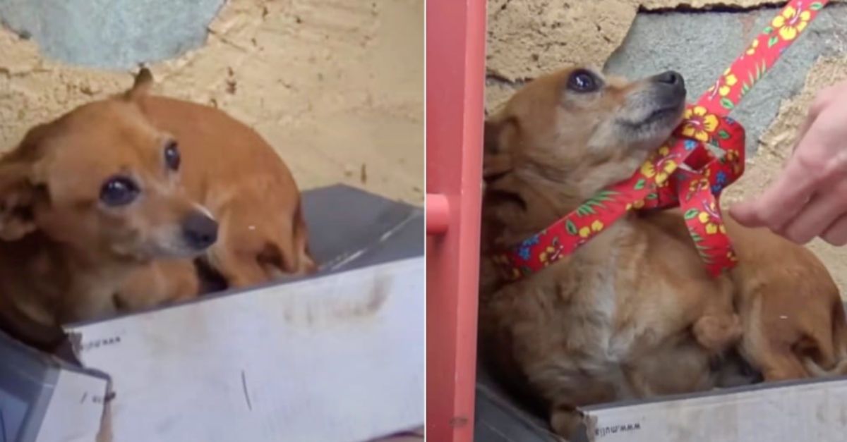 Rescuers Are Shocked When They Find a Dog Hidden in a Box