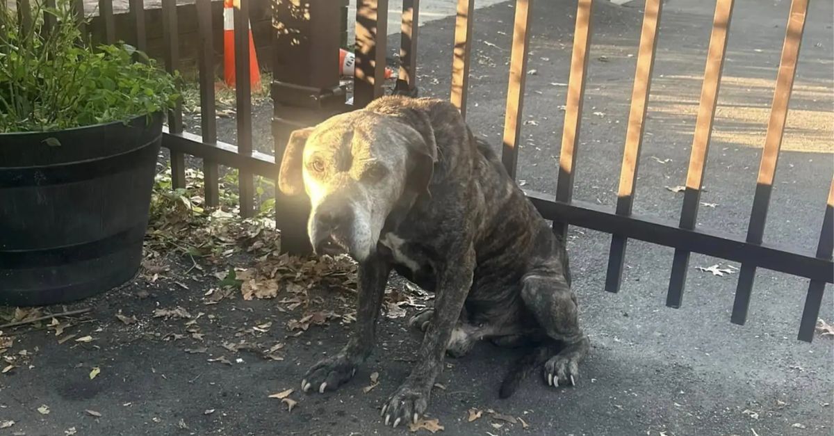 Rescuer's Heart Breaks After Finding Note Left with Two Elderly Dogs Tied to Fence