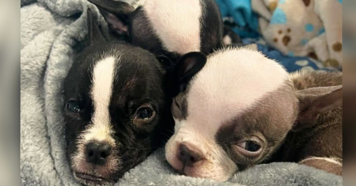 Rescuers Struggle to Save ‘Micro’ Puppies Despite Challenges