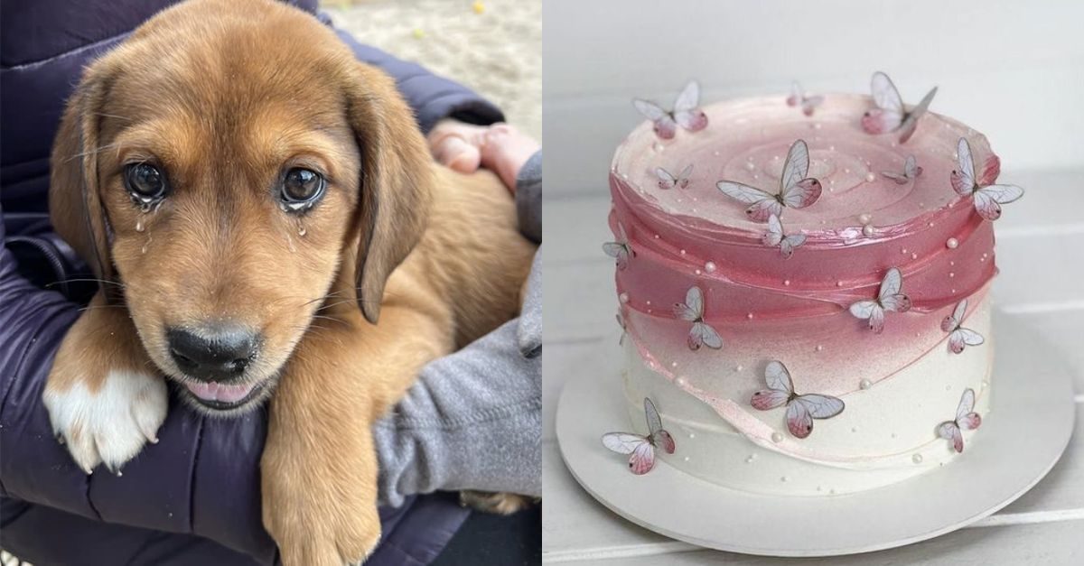 A Sad Birthday for Becky – The Unfortunate Stray Dog Who Wasn’t Adopted