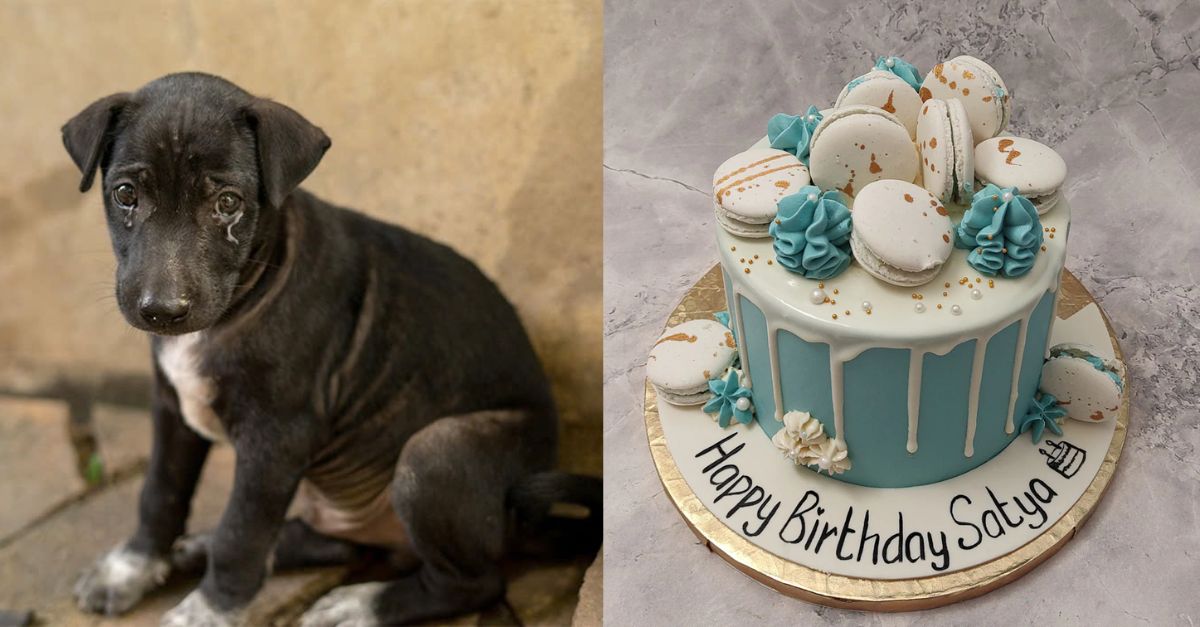 Satya – The homeless dog is sad because of his lonely birthday without any wishes