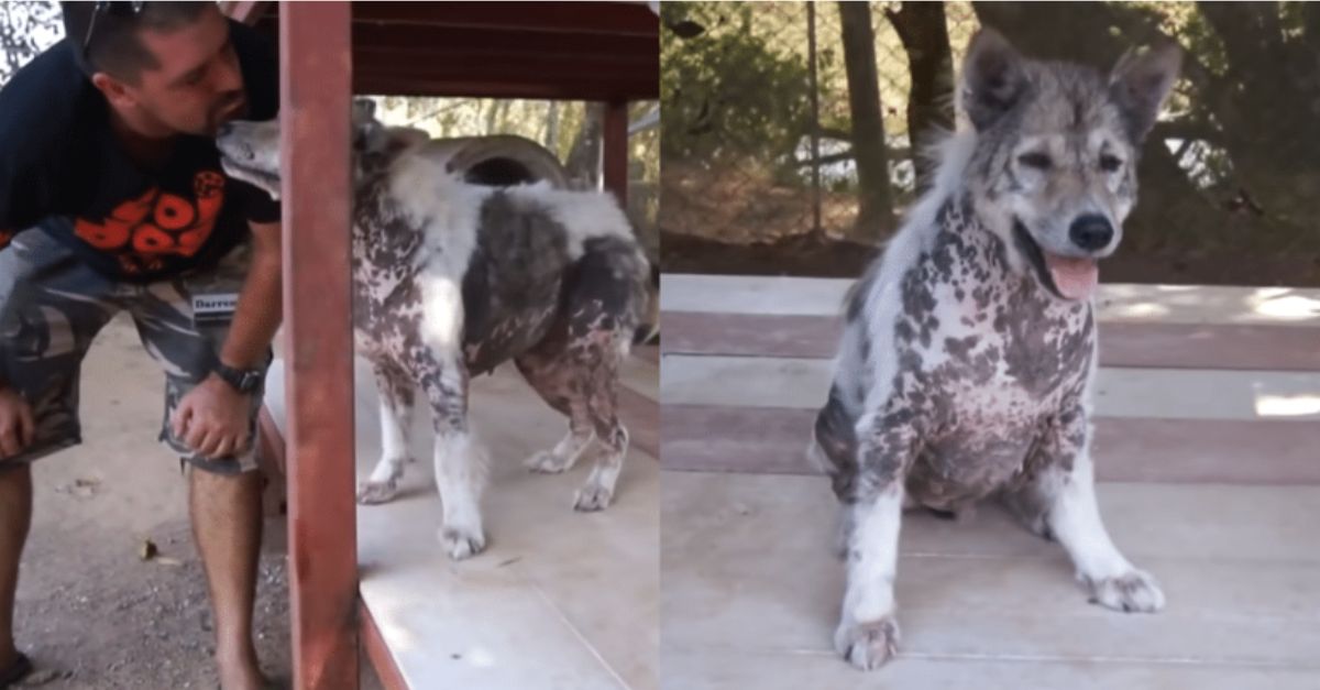 Shelter dog does a joyful 'happy dance' after waiting 4 years for adoption