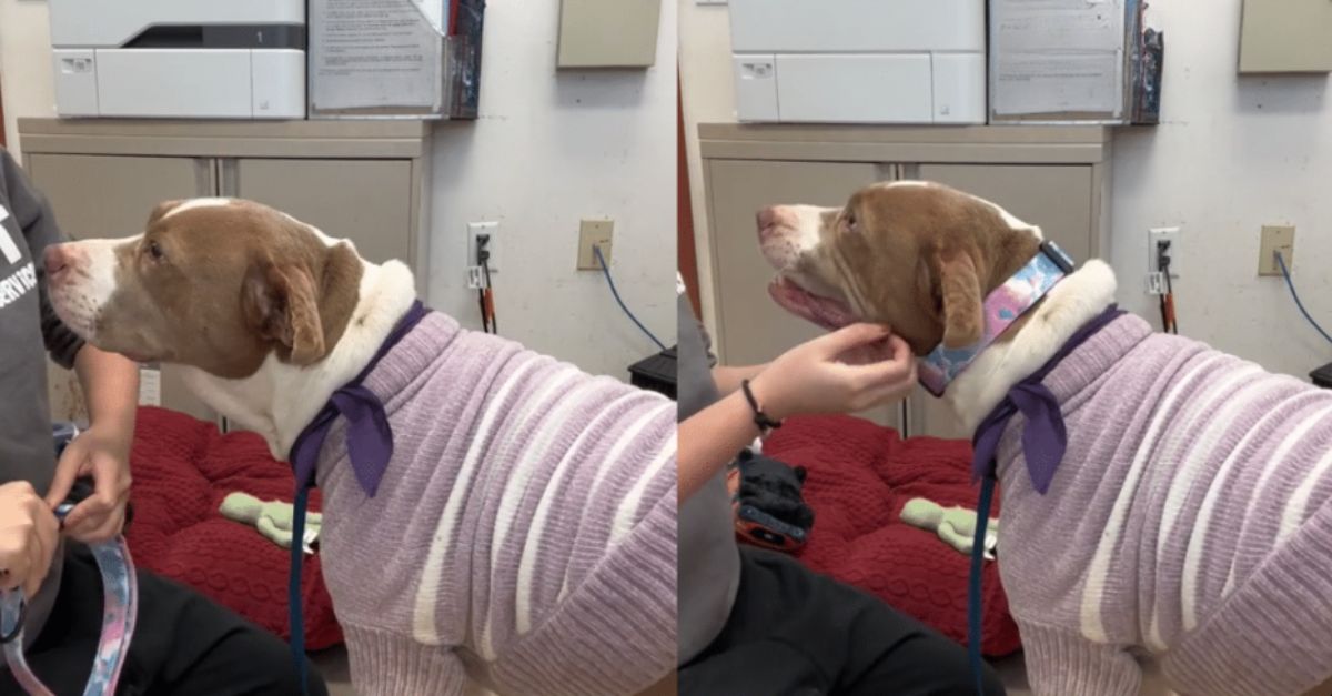 Shelter dog, once scared, beams with joy after discovering she's been adopted