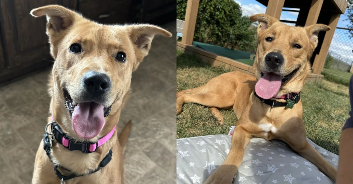 Shut-down shelter dog undergoes a total transformation after meeting her foster sister