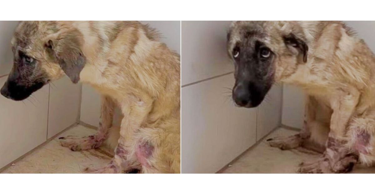 Shy Dog In Kennel Was Ready To Start A Joyful New Chapter