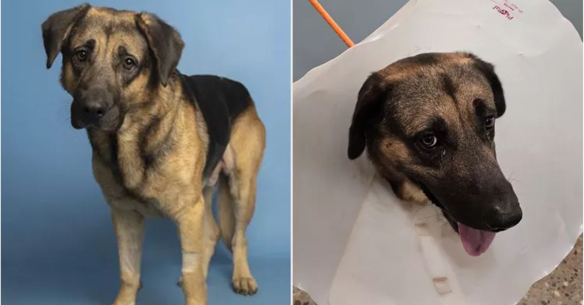 Stray dog impaled on a fence makes a miraculous recovery and finds a new home