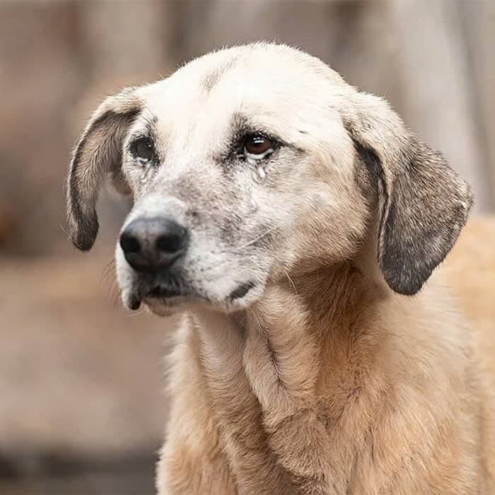 Stray dog ​​Chay's 2nd birthday was filled with loneliness and sadness