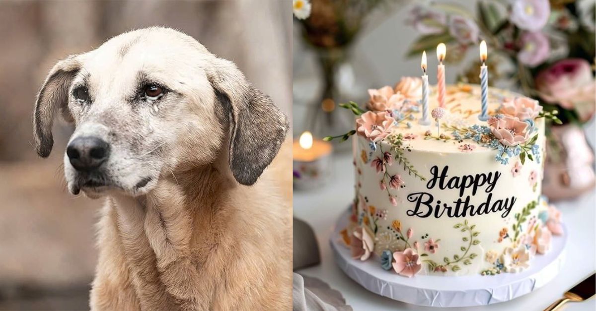 Stray dog ​​Chay's 2nd birthday was filled with loneliness and sadness