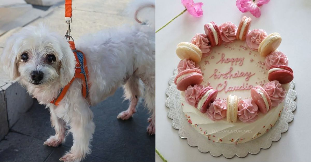 Stray dog ​​chained in park wishes for a new adopter because today is his special birthday