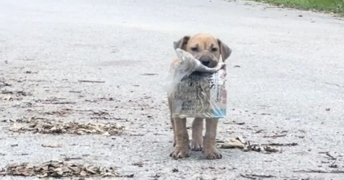 Stray puppy proudly displays its cherished newspaper to everyone on the street