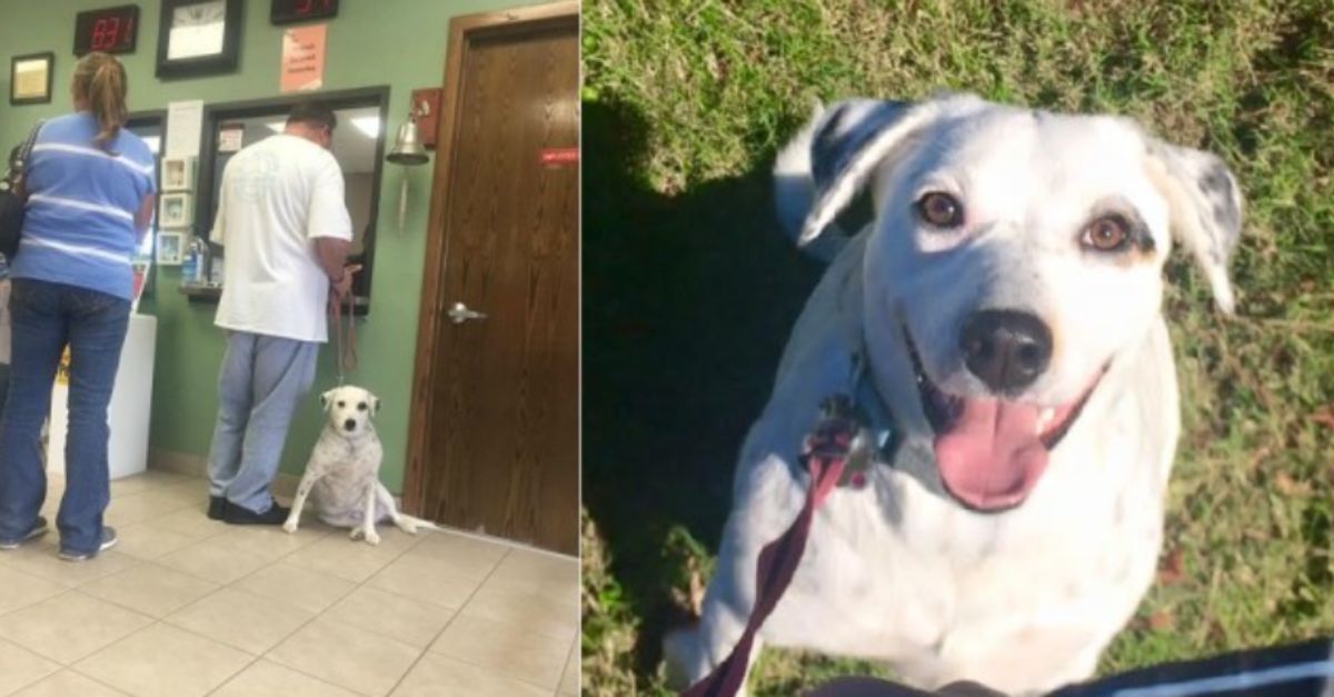 The Dog Who Just Wanted To Be By Your Side Finds a Wonderful Forever Home