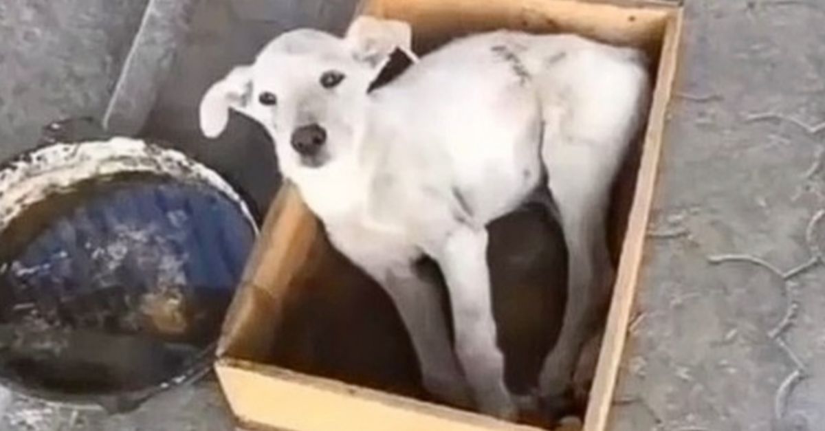 The dog had no option but to lie there as its owner walked away