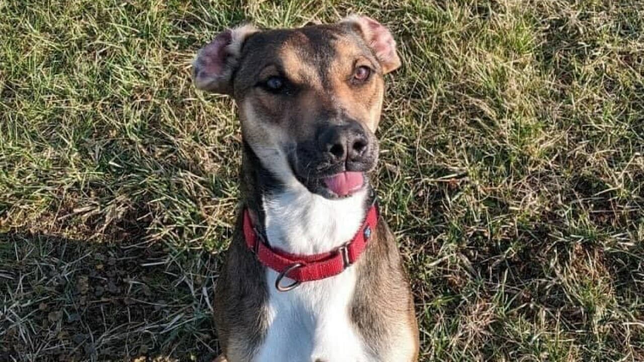 The old dog in the shelter is happy to be adopted