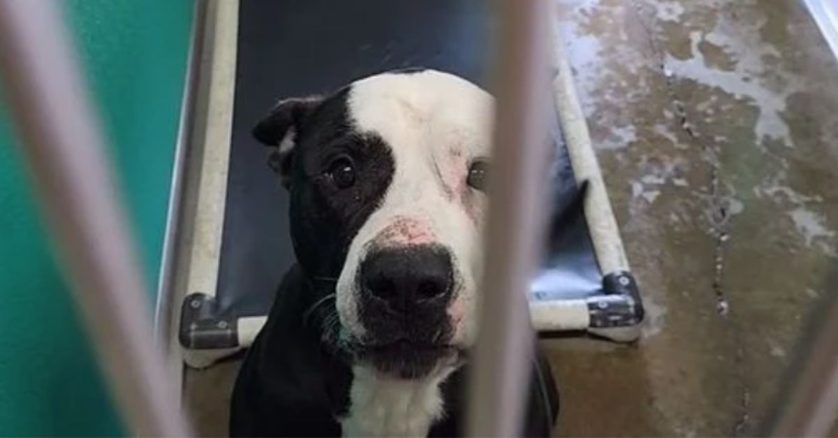 The pup has a big heart, so imagine his sadness when all the other dogs went home